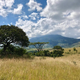 Gorongosa, Mozambique. The habitat here is open, well-lit and with few trees.